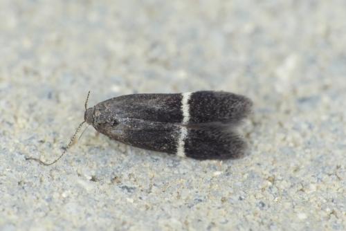 Réf. 183 413 : Syncopacma sp.